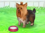 Jogos de animais: Cuide de um Yorkshire